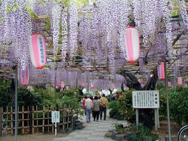 广藤园藤花节
