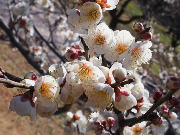 赤塚山公園梅花節