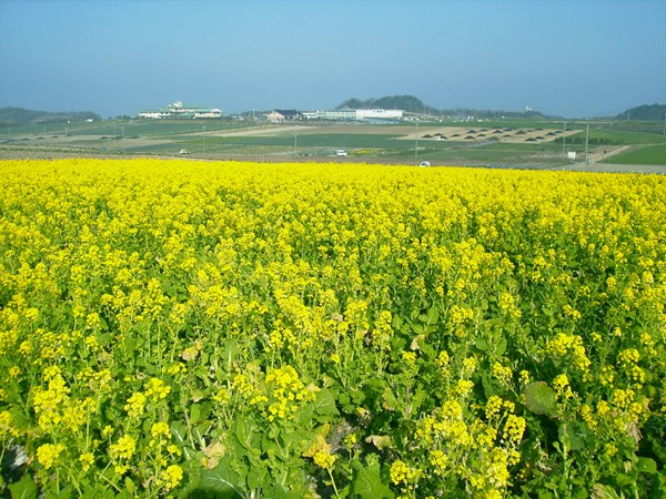 觀光農園花卉廣場