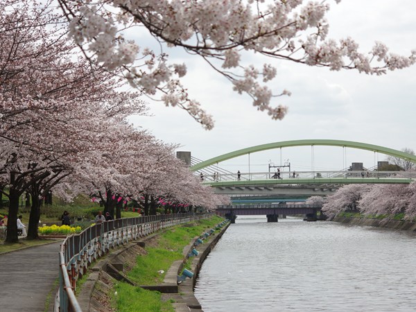 Arakogawa Park Cherry Blossom Festival