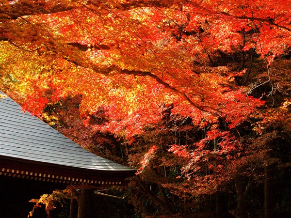 普門寺紅葉節