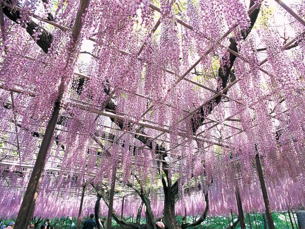 五万石藤花节