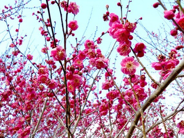 川賣的梅花節