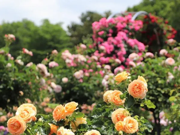 初夏の華まつり～バラ・ハナショウブ～