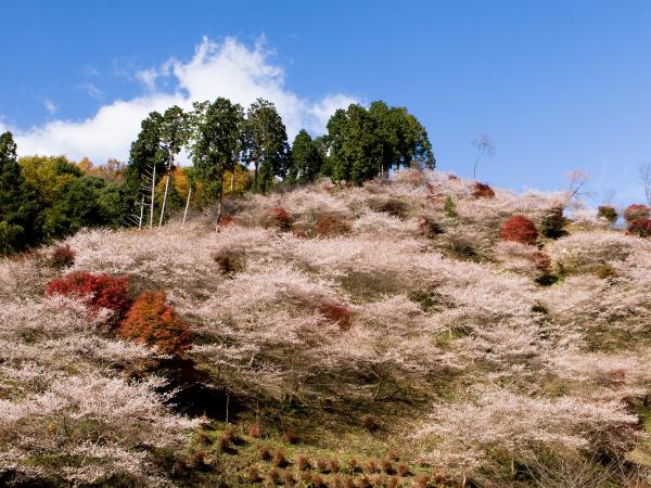 小原四季樱节