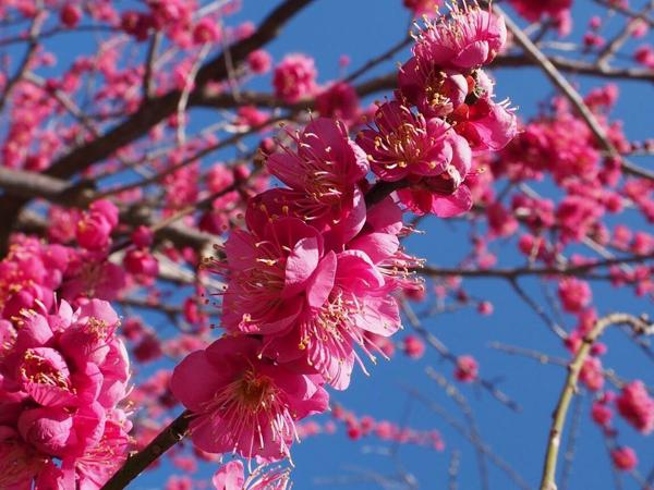 赤塚山公园梅花节