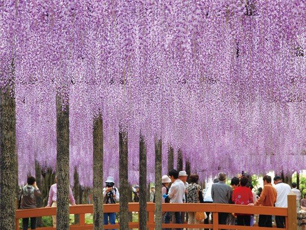Owari Tsushima Wisteria Festival