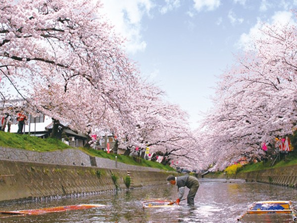 岩倉櫻花祭