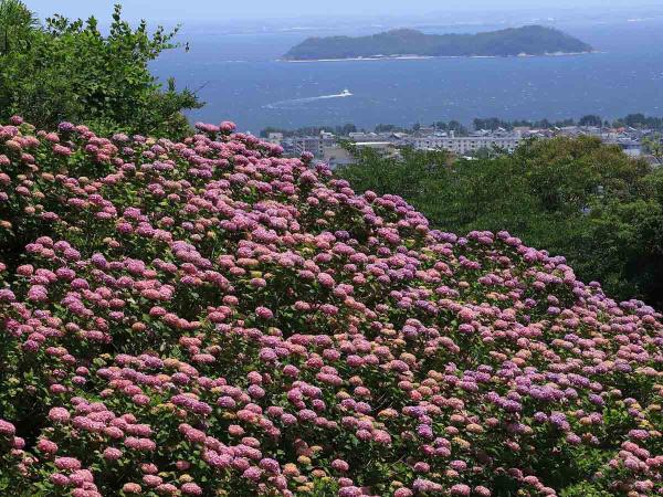 形原溫泉紫陽花節