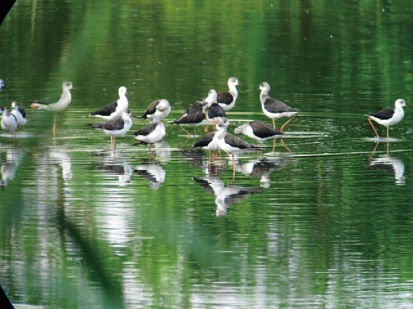 弥富野鳥園