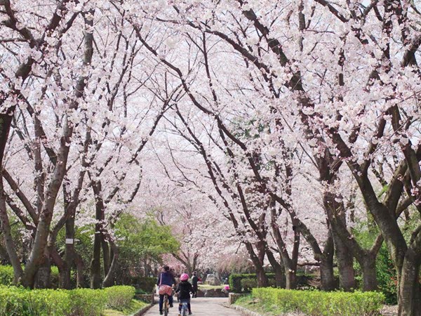 莊內綠地 油菜花櫻花節