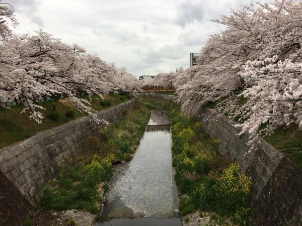 山崎川的樱花