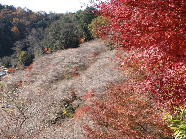 小原四季櫻節