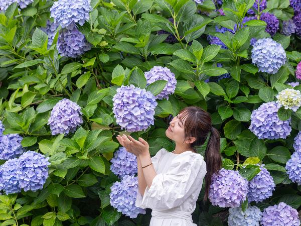 Katahara Hot Spring Hydrangea Festival