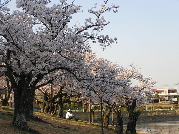 刈谷的櫻花節 (洲原公園)