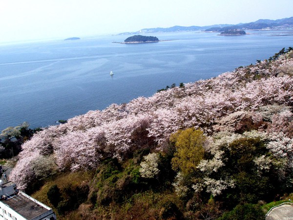 西浦溫泉 櫻花節