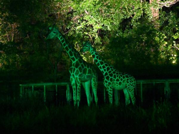 東山動植物園　ナイトZOO＆GARDEN