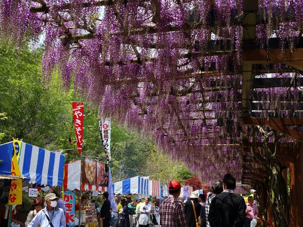 藤花节