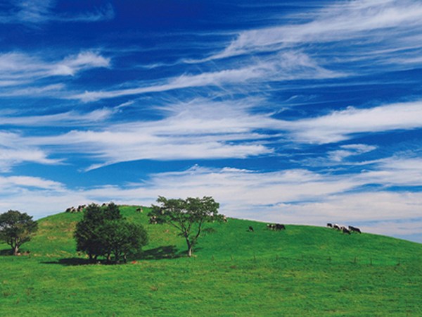 Aichi Bokujo Farm