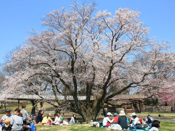 138塔公园　樱花节