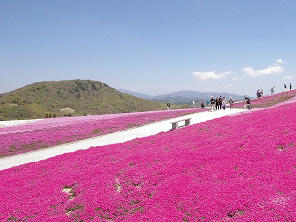 芝櫻節
