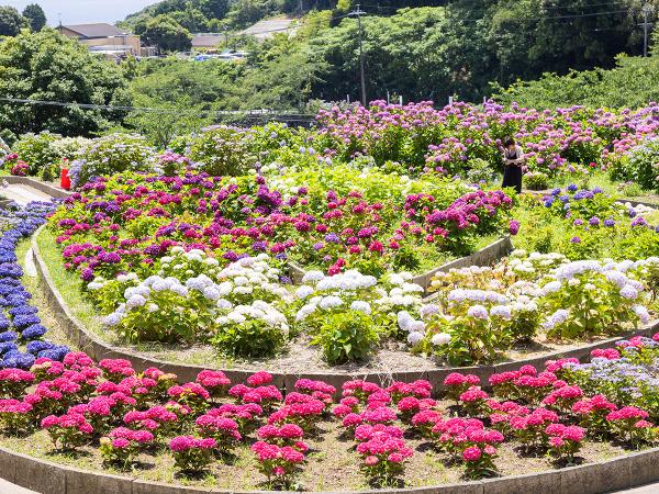 가타하라 온천 수국 축제