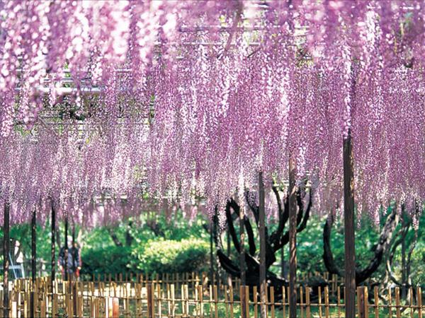 广藤园藤花节