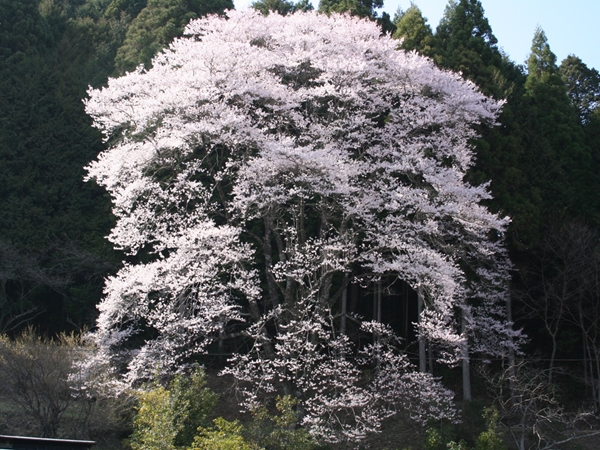 神田のエドヒガンザクラ