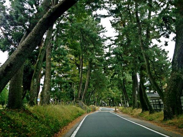 御油松树街道