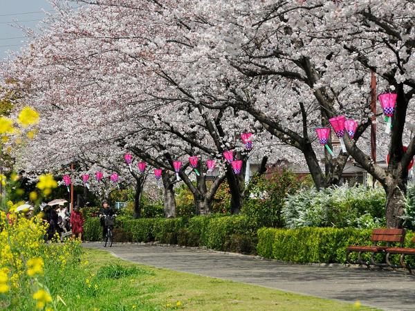 石濑川堤防　樱花节