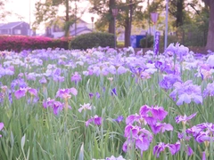 碧南市　花しょうぶまつり