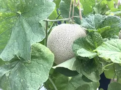 蒲郡オレンジパーク