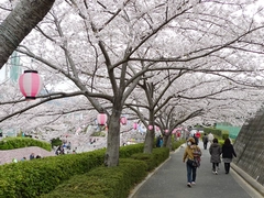 滝頭桜まつり