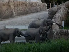 のんほいパーク　ナイトZOO
