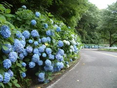 三ヶ根山スカイライン・三河湾スカイライン