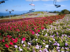 茶臼山高原