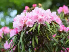 愛知県民の森