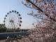 明石公園桜まつり