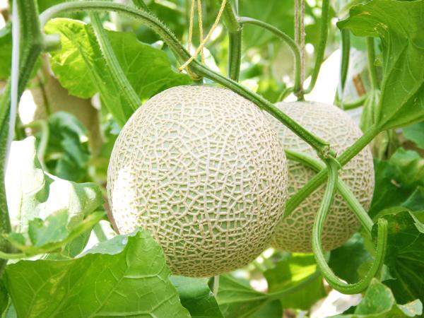 蜜瓜