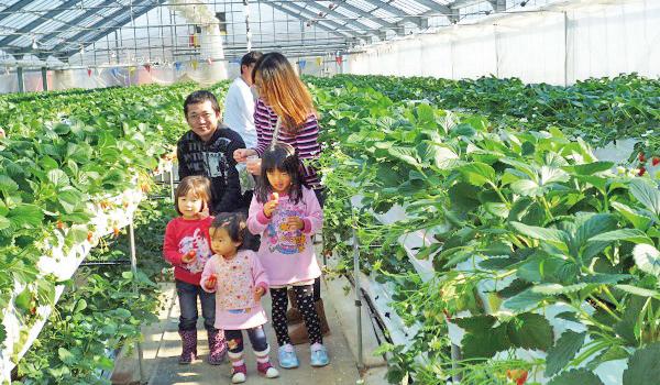 歡樂農場鵜之池 水果採摘