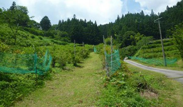 Sakuguchi Noen