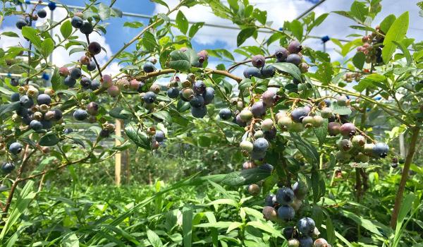 Blueberry Noen Asagane