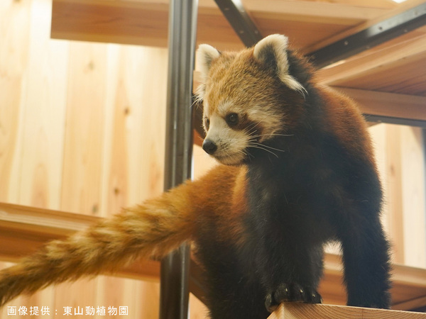 名古屋东山动植物园和东山天空塔