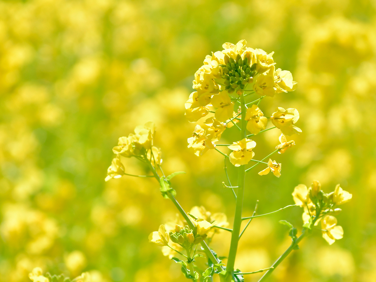 伊良湖油菜花花园