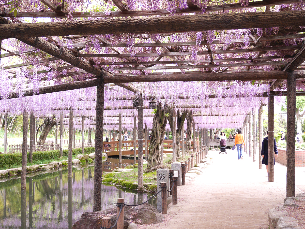 Tennogawa Park (Wisteria Festival)