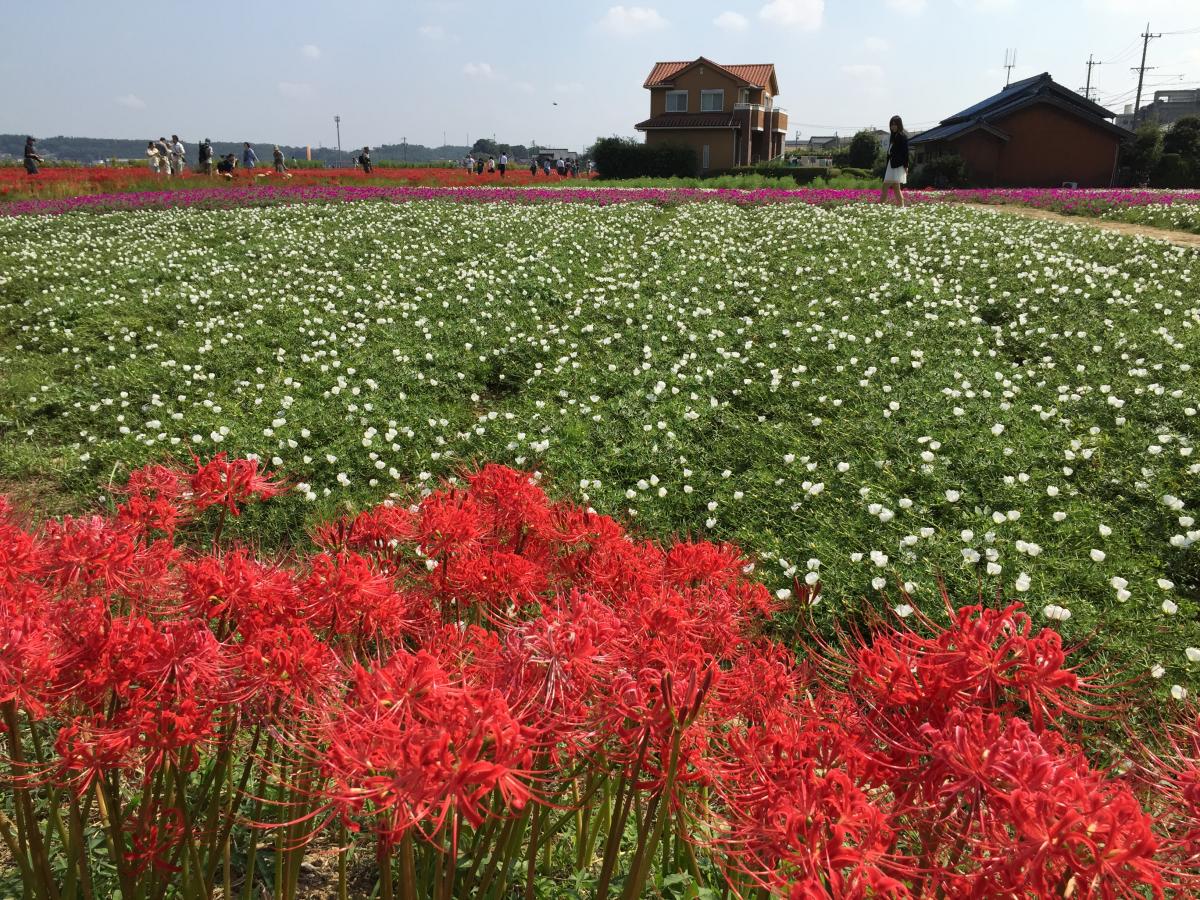 Yakachi River and Red Spider Lily Fields