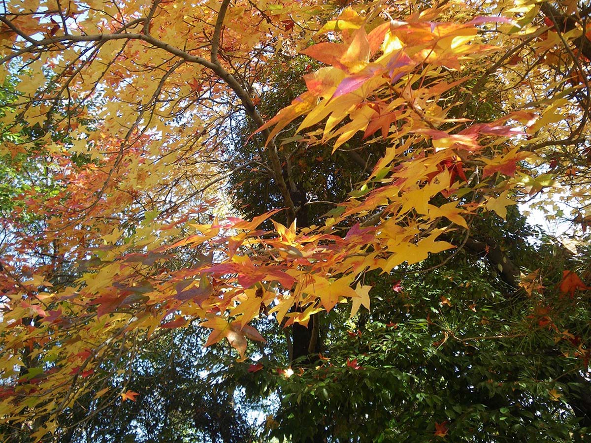 小幡綠地