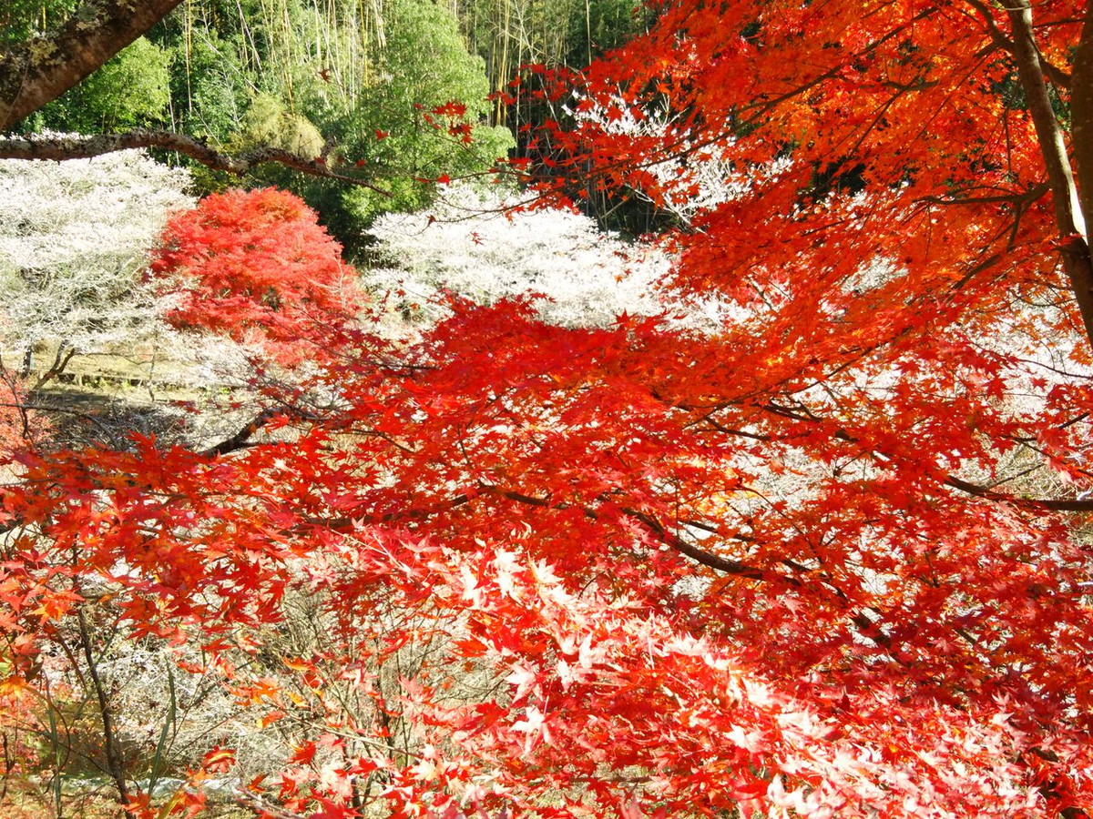 川見藥師寺・川見四季櫻之鄉