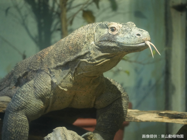 名古屋東山動植物園和東山天空塔