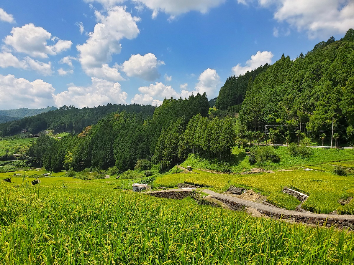 Thousand Rice Paddies of Yotsuya